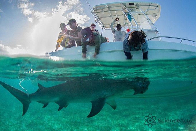 Un requin-marteau nage à côté d'un petit navire de recherche