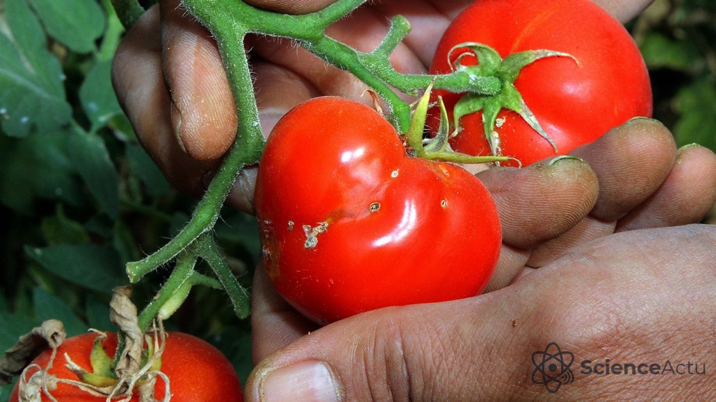 Dégâts causés par la mineuse sud-américaine de la tomate sur des feuilles
