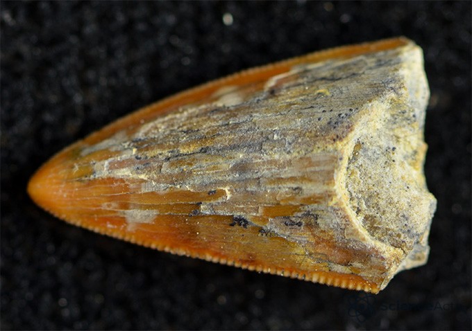 Une dent dentelée fossilisée d'un sébécidé sur fond noir