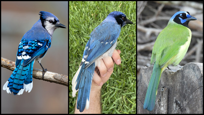 Trois panneaux illustrant un geai bleu à gauche, un hybride au centre et un geai vert à droite