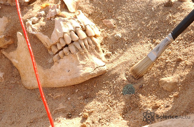 Un crâne humain partiellement enfoui dans la terre, à côté d'un pinceau de fouille archéologique.