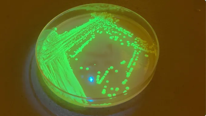 Boîte de Pétri contenant des levures fluorescentes vertes.