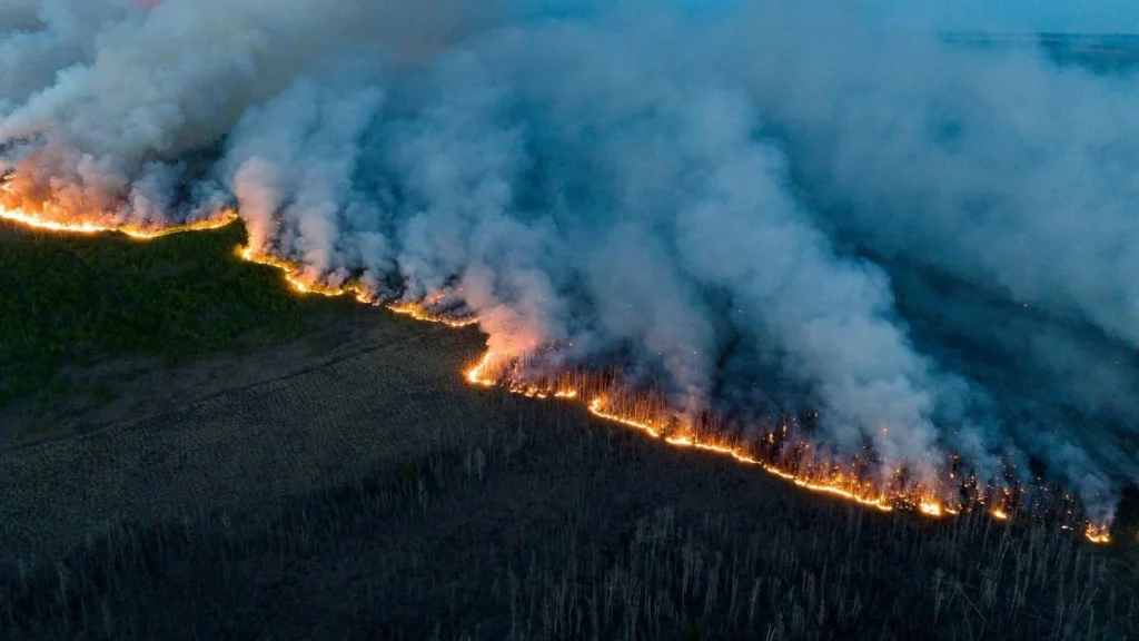Feux de Forêt : Pourquoi Sont-ils de Plus en Plus Intenses ?