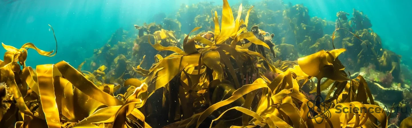 Forêt de varech sous-marine