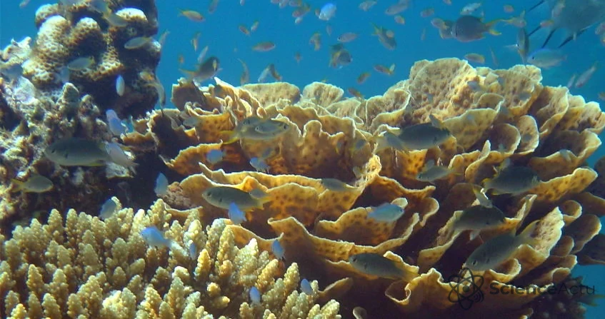 Récif corallien : une architecture vivante fragilisée par l’acidification et les vagues de chaleur