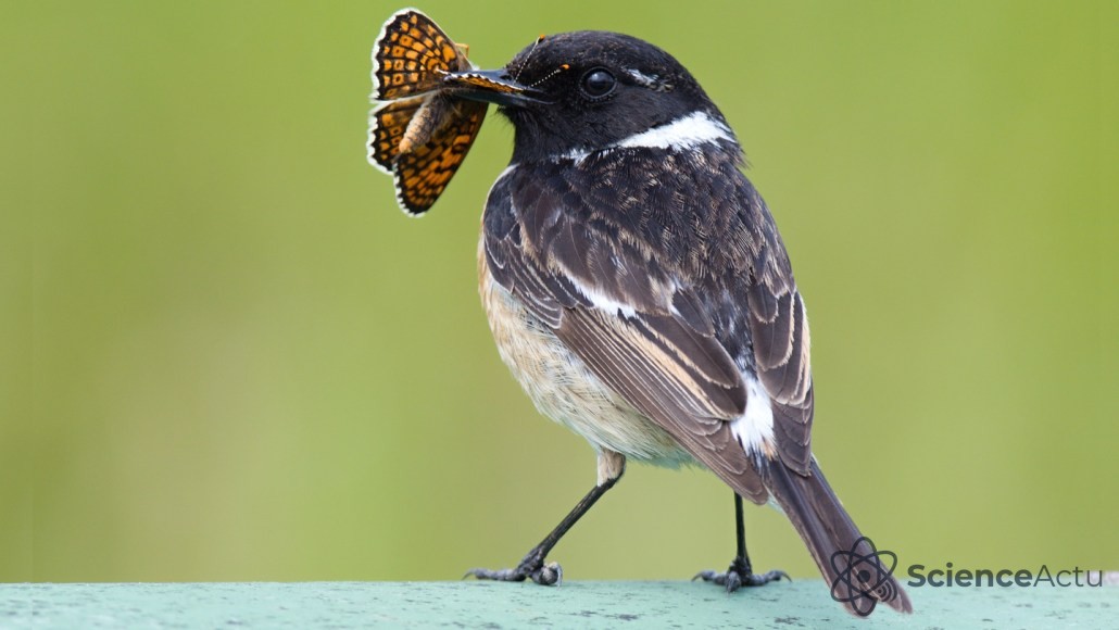 Un tarier pâtre (Saxicola rubicola) perché tenant un papillon orange et noir dans son bec