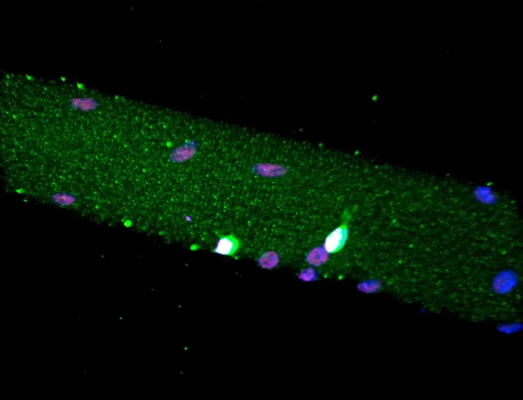 cellules souches - Cellules Souches et Organes Artificiels : La Médecine Régénérative