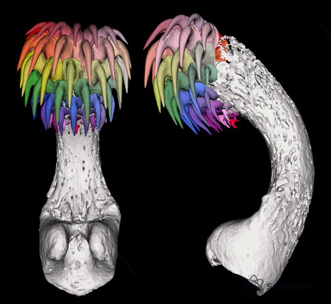 Scan 3D d'un tenaculum de chimère tachetée montrant les dents en couleurs arc-en-ciel.