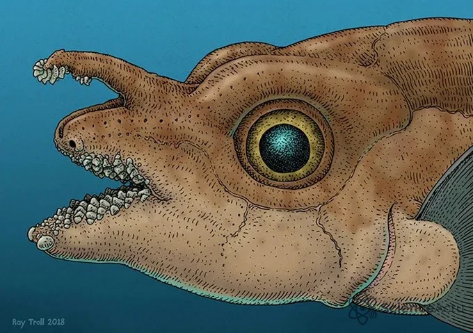 Reconstruction artistique de la tête d'un ancêtre de la chimère montrant des rangées de dents inhabituelles.
