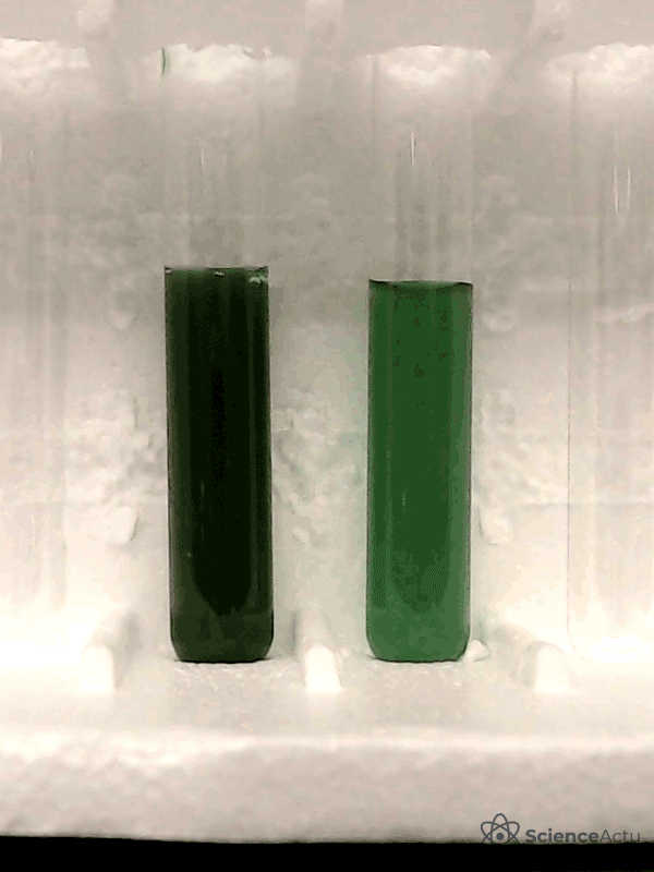 Comparaison de sédimentation entre Chonkus et une autre souche.