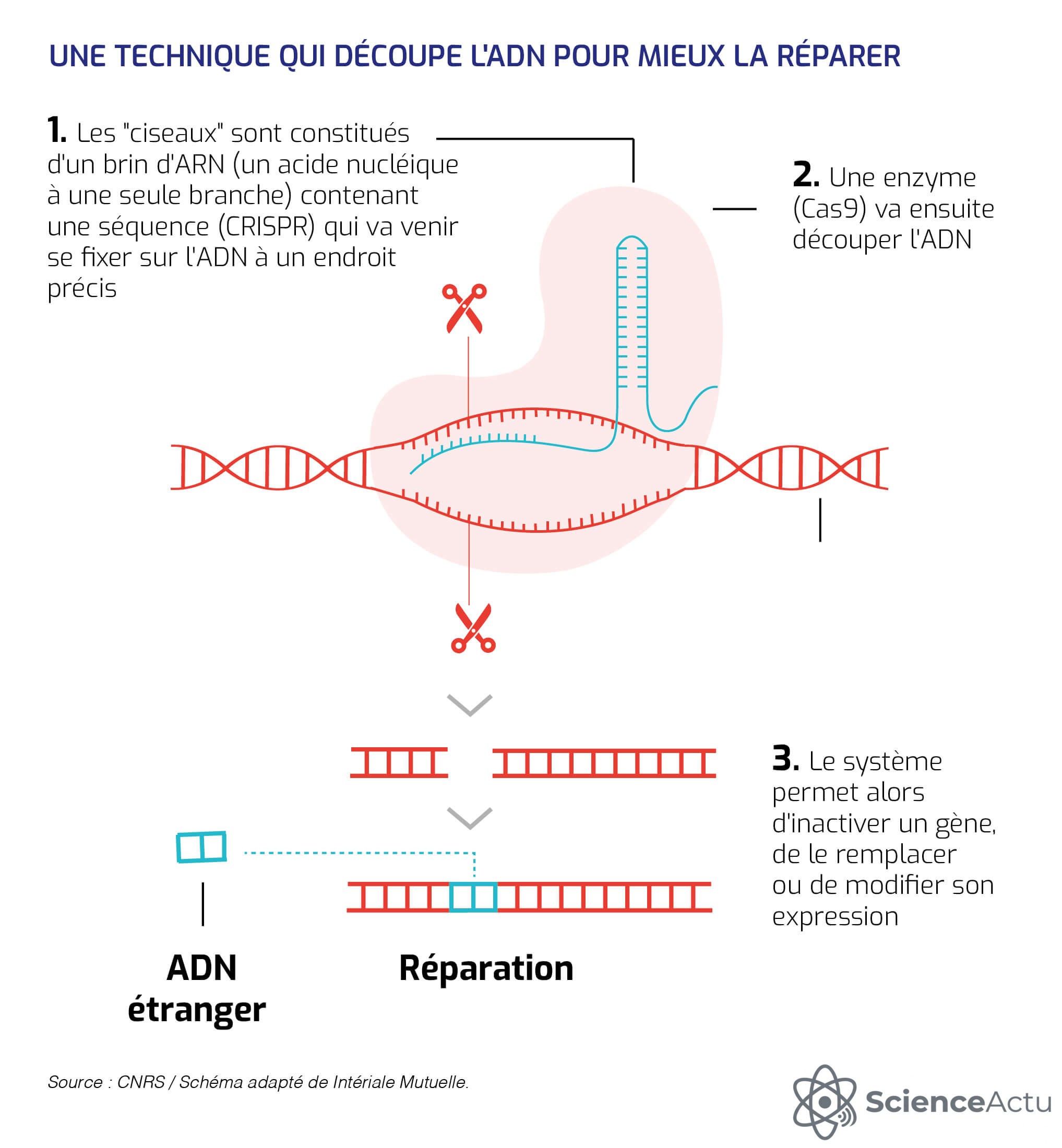 Représentation artistique de la protéine Cas9 coupant l'ADN