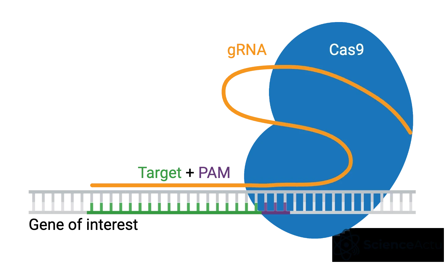 Schéma du mécanisme CRISPR Cas9 et de l'ARN guide