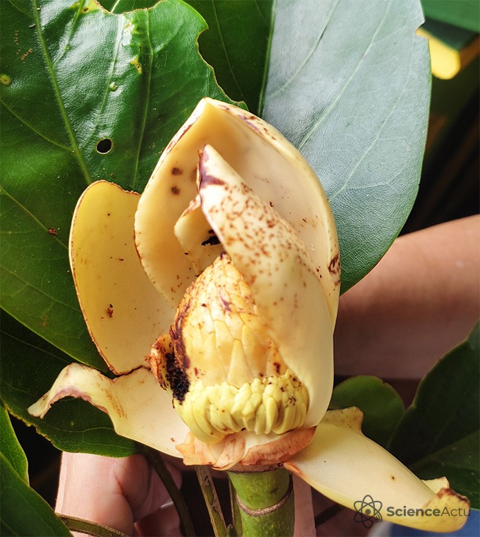 Fleur jaune abîmée du Magnolia wolfii, espèce en danger critique, sur fond de feuilles vertes.