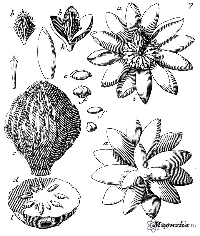 Dessin en noir et blanc du 18ème siècle par Charles Plumier montrant les parties d'un Magnolia.