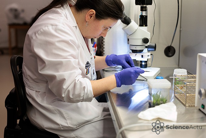 La cryobiologiste Raquel Folgado en blouse blanche travaille au microscope.