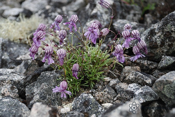 Fleurs violettes de Silene stenophylla parmi des rochers gris.