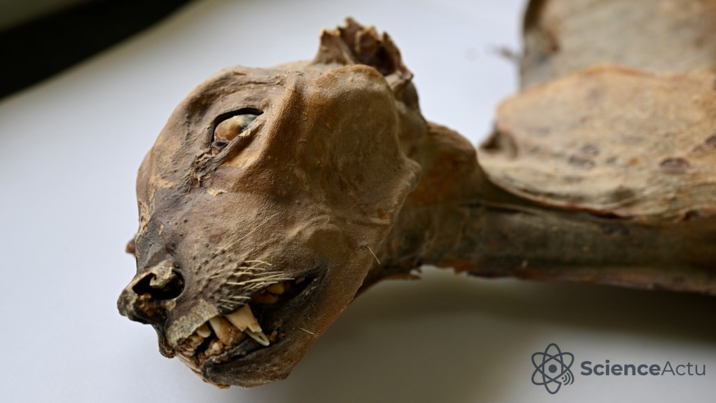 Gros plan sur la tête et le cou d'un guépard naturellement momifié vu sur une table de laboratoire.
