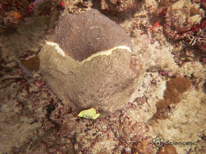 Gros plan sur un grand corail étoilé montrant des lésions blanches circulaires caractéristiques de la maladie