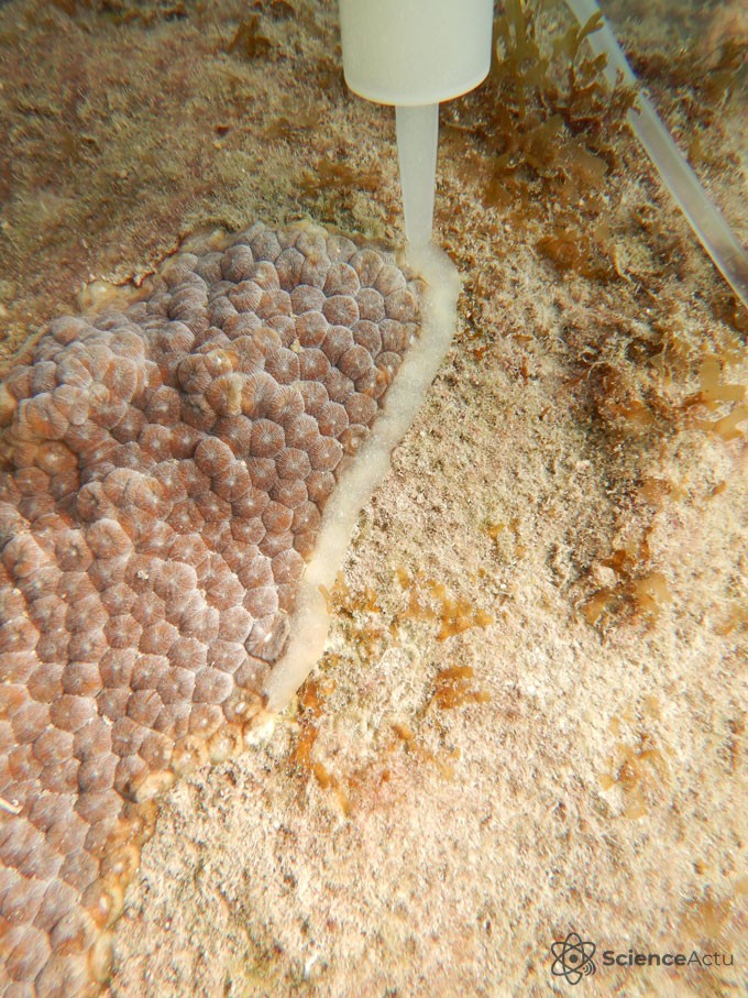 Application d'une pâte blanche probiotique sur la lésion d'un corail sous l'eau par une main gantée