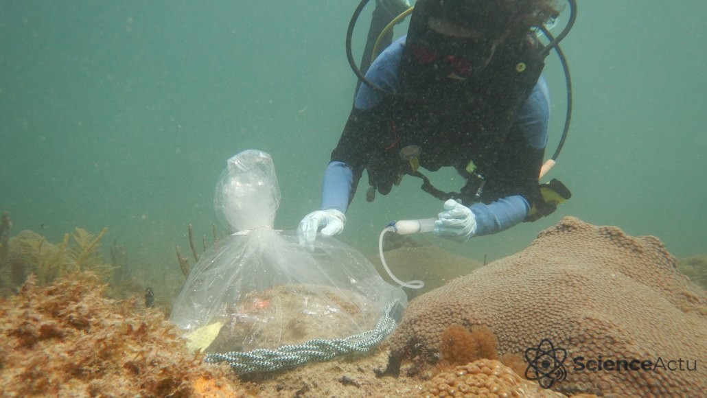 Plongeur sous-marin injectant un liquide blanc dans un sac plastique posé sur une colonie de corail