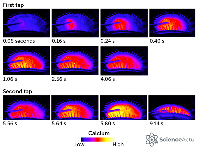 Graphique des niveaux de calcium dans la dionée attrape-mouche