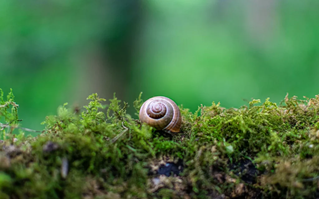 extinction espèces - Sixième Extinction : Quelles Espèces Sont Menacées ?