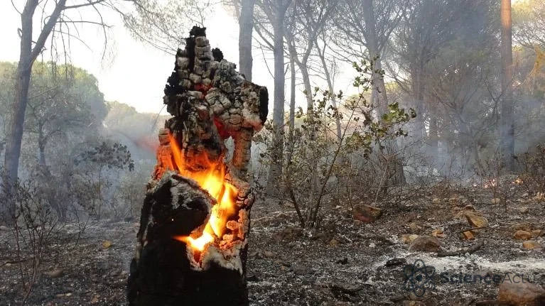 Forêt calcinée après un incendie à Gonfaron