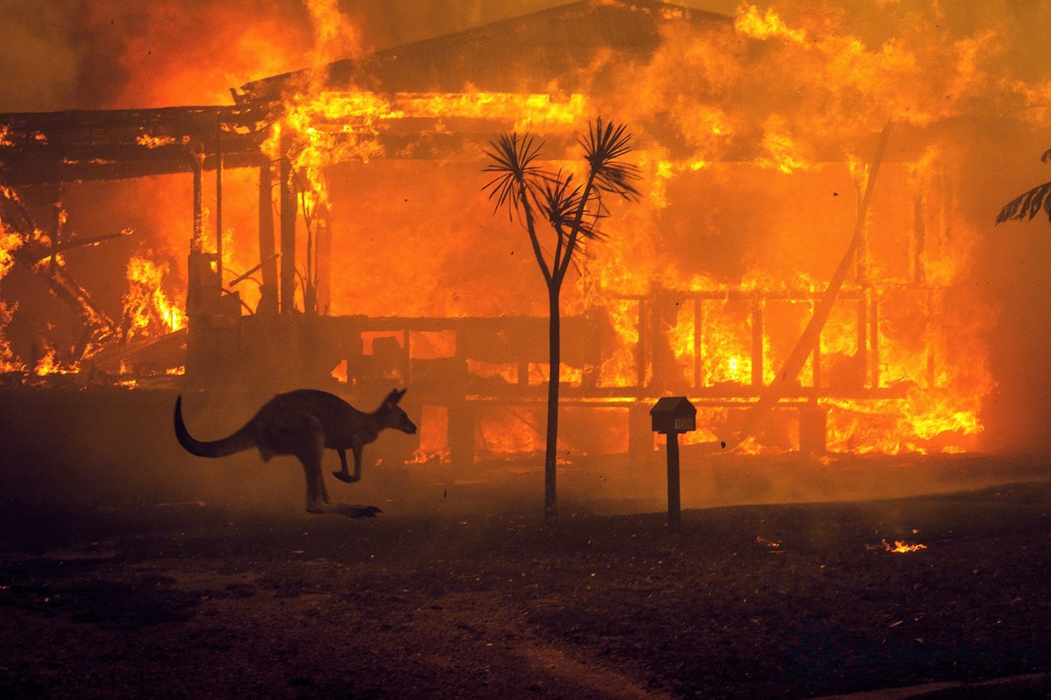 Incendie de forêt intense avec flammes hautes et fumée épaisse