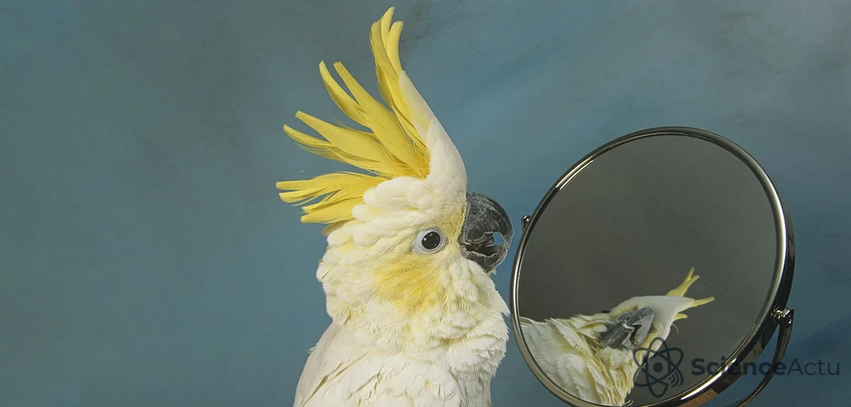 Un singe manipulant un objet avec concentration, illustrant l'intelligence animale