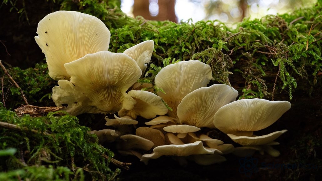 Grappe de champignons blancs poussant sur une bûche recouverte de mousse verte