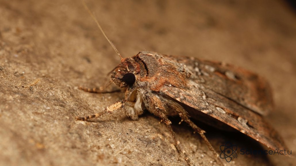Un papillon de nuit brun et duveteux avec des marques blanches éparses sur ses ailes, orienté vers la gauche, posé sur une pierre brune sablonneuse.