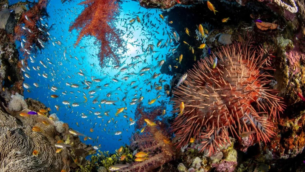 océan biodiversité - Océans : Biodiversité, Menaces et Exploration