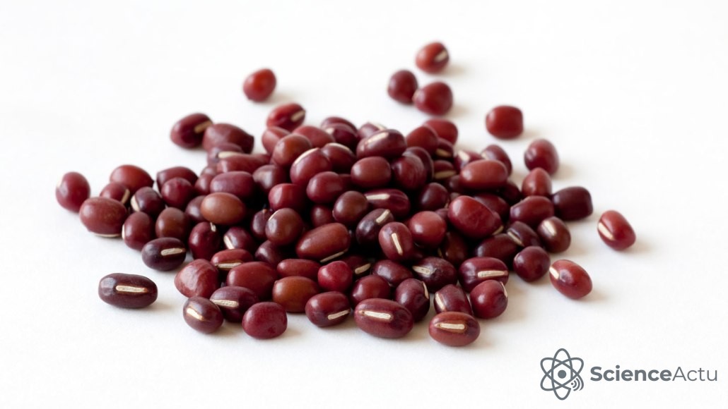 Tas de haricots rouges azuki