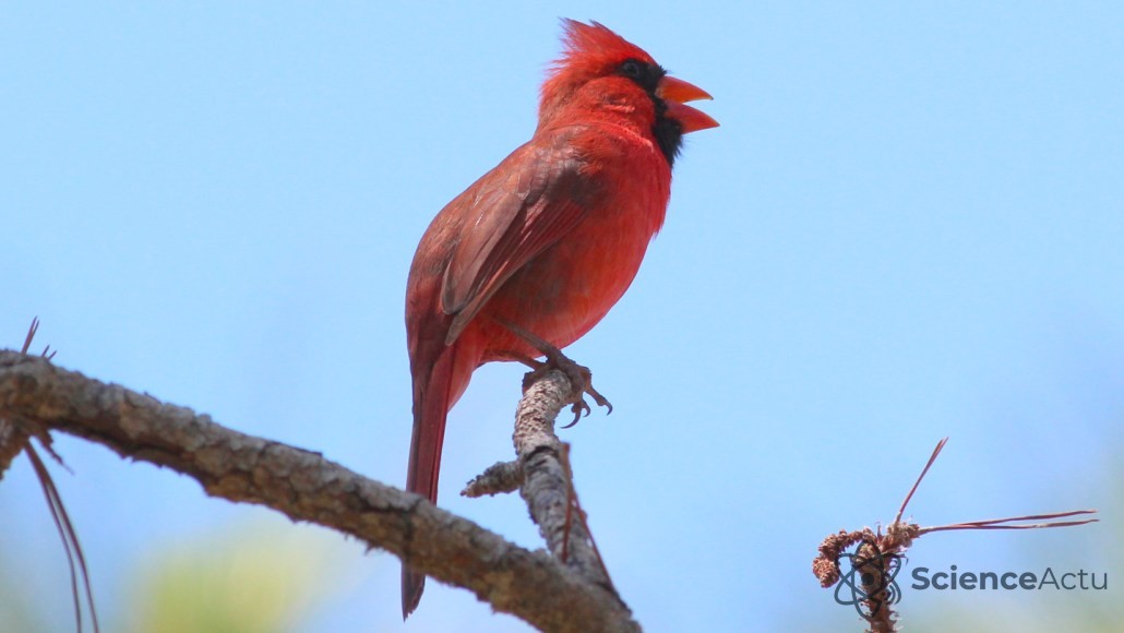 Un cardinal mâle chantant sur une branche