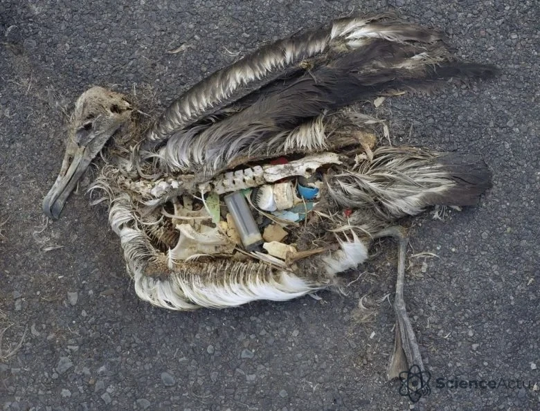 Cadavre d'albatros avec l'estomac rempli de déchets plastiques