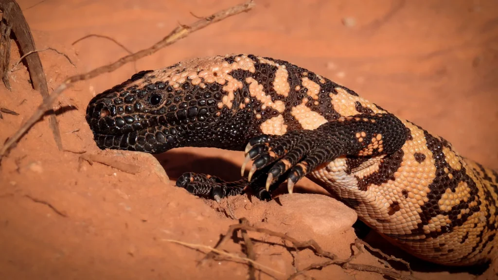 Monstre de Gila : le désert de Mojave pourrait devenir un piège