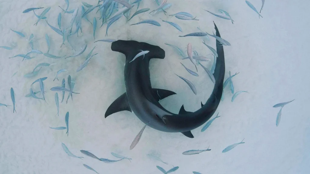 Requin-marteau : son régime alimentaire dicte sa migration