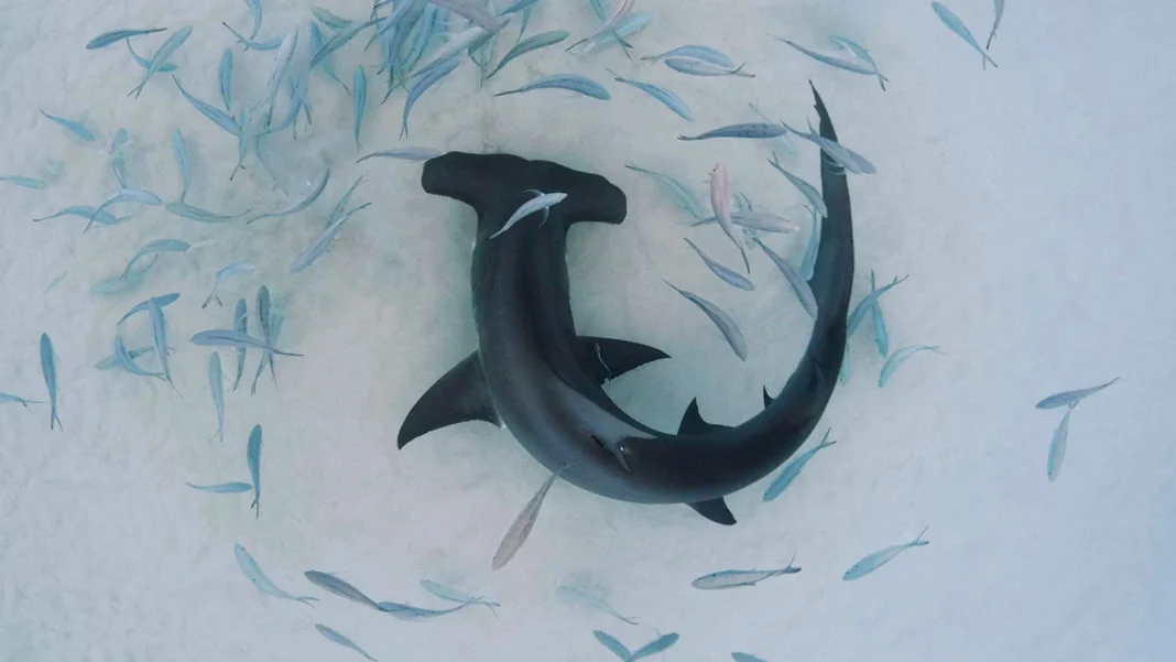 Requin-marteau : son régime alimentaire dicte sa migration Requin-marteau : son régime alimentaire dicte sa migration
