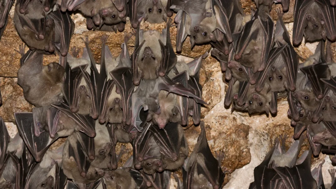 Immunité des chauves-souris : la fin du mythe d’invincibilité Immunité des chauves-souris : la fin du mythe d’invincibilité