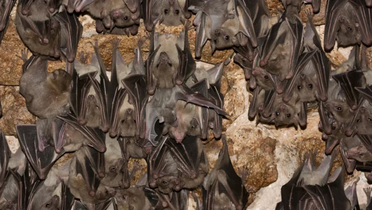 Immunité des chauves-souris : la fin du mythe d'invincibilité