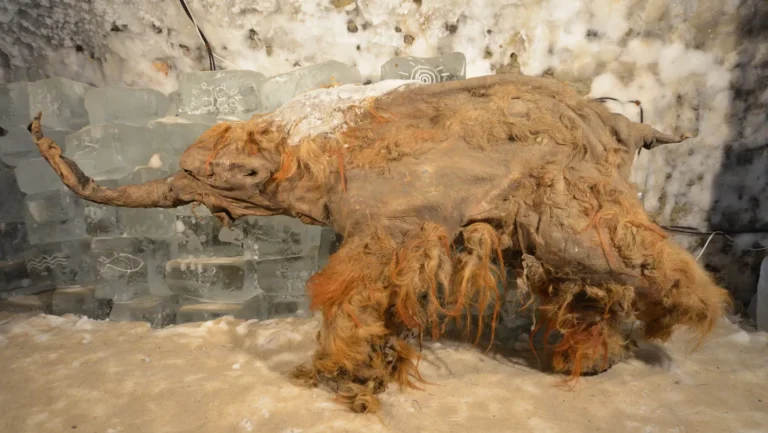 Séquençage d’ARN de mammouth vieux de 40 000 ans