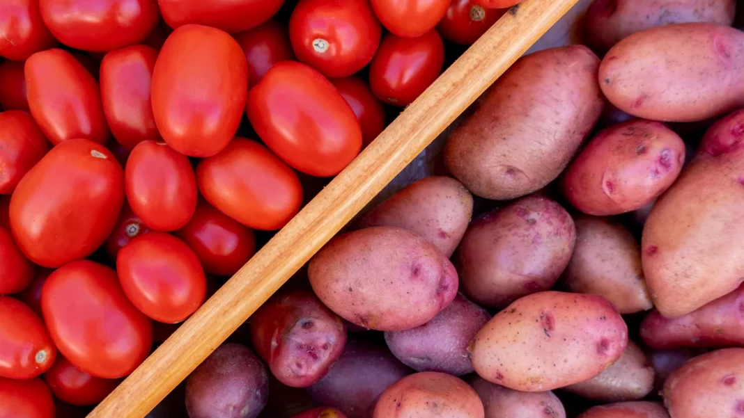 Origine de la pomme de terre : le secret génétique révélé