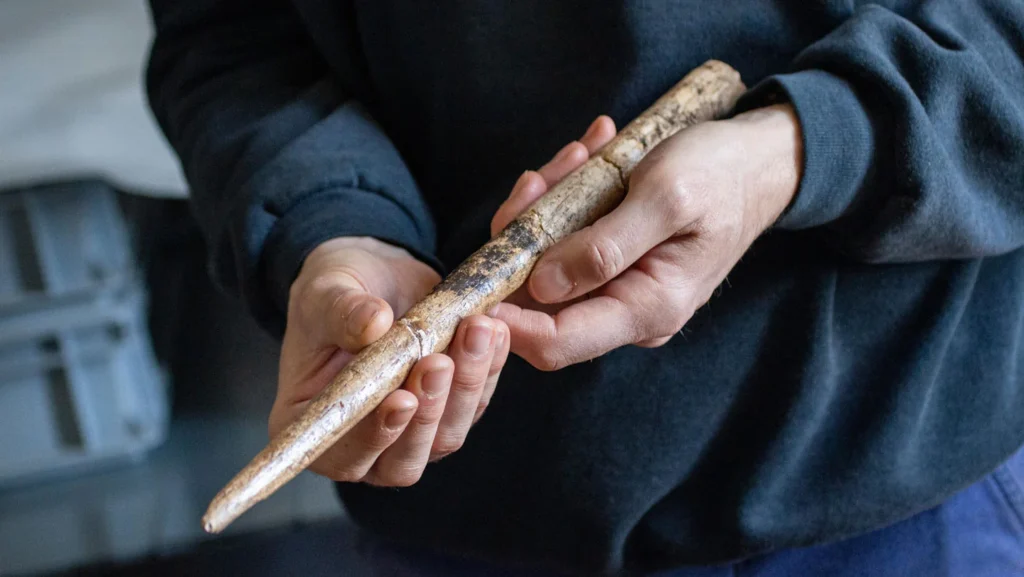 Des outils en os de baleine vieux de 18 000 ans identifiés