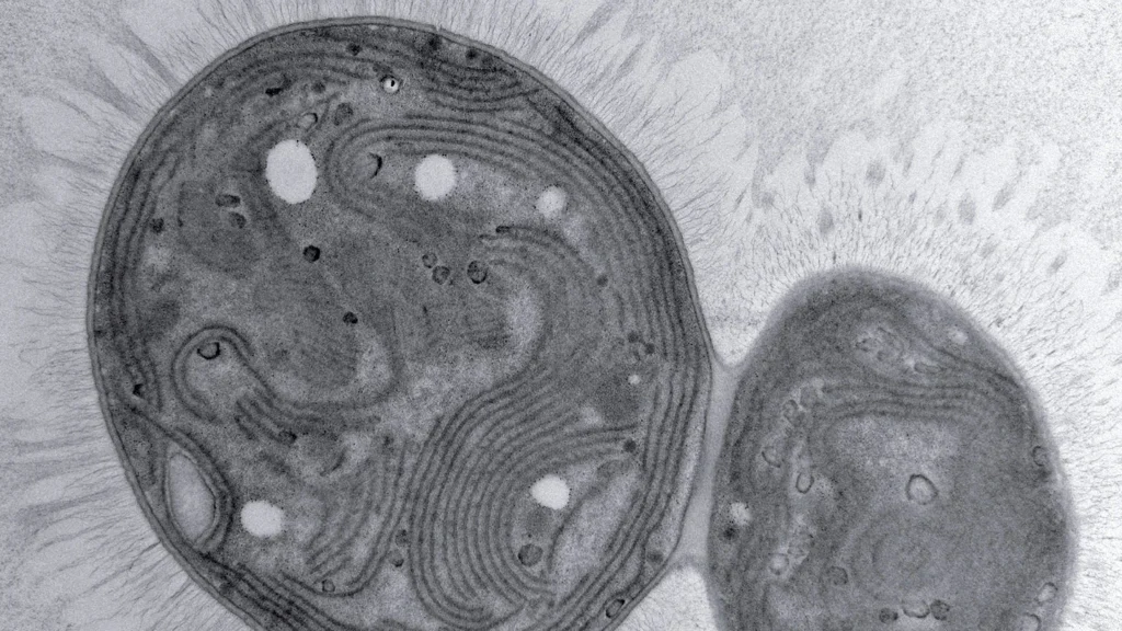 Chonkus : la cyanobactérie mutante qui piège le carbone