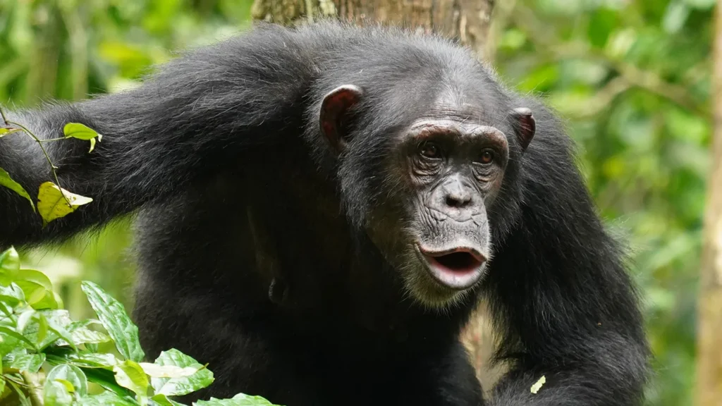 Chimpanzés : une syntaxe vocale bien plus proche de la nôtre
