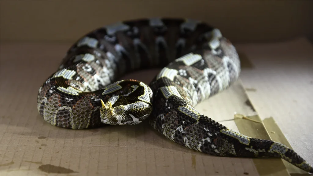 Vitesse d'attaque des serpents : les vipères dominent le chrono