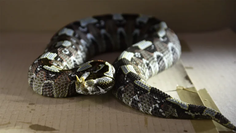 Vitesse d'attaque des serpents : les vipères dominent le chrono