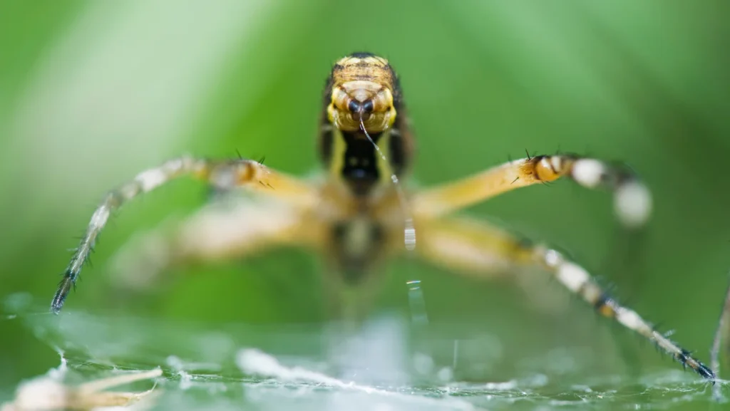 Araignées : une erreur génétique à l'origine de la soie ?