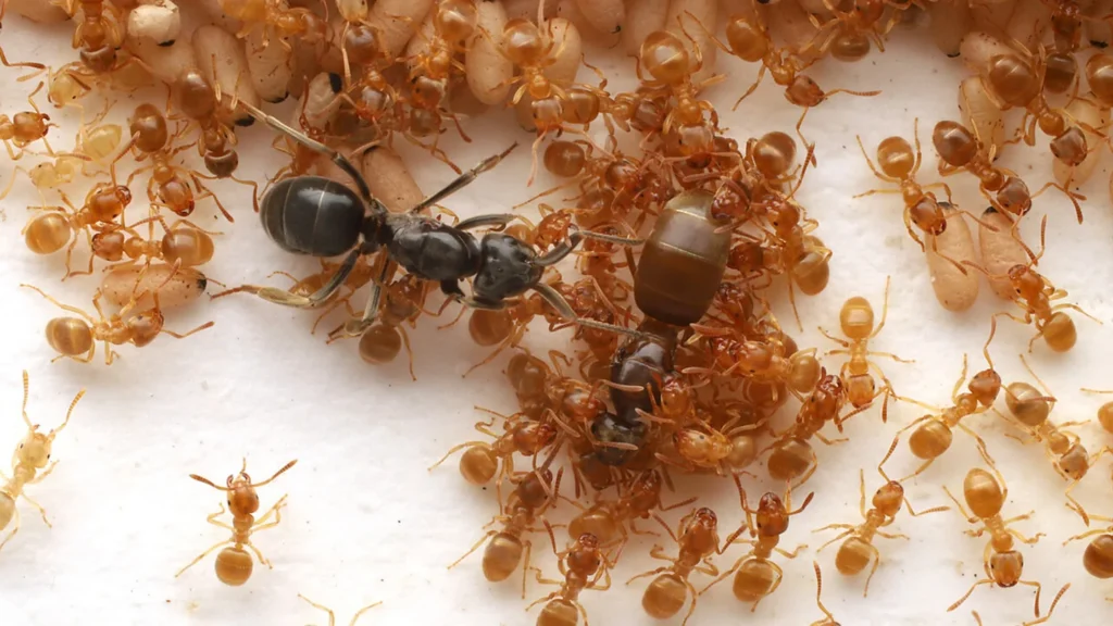 Une fourmi parasite pousse les ouvrières au matricide