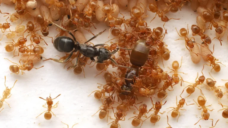 Une fourmi parasite pousse les ouvrières au matricide